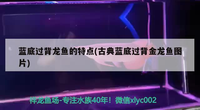 藍底過背龍魚的特點(古典藍底過背金龍魚圖片)