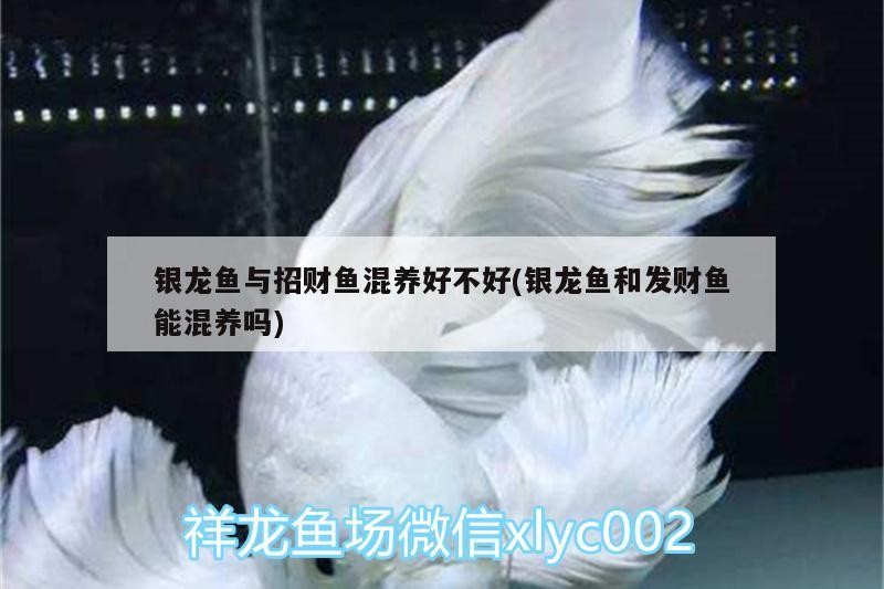 銀龍魚與招財魚混養好不好(銀龍魚和發財魚能混養嗎)