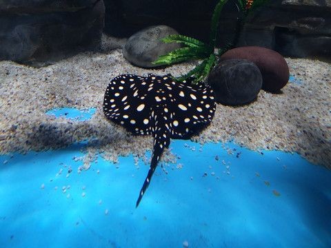 魟魚側缸：魟魚側缸養殖注意事項