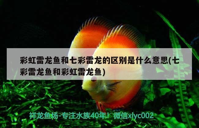 過背金龍魚多大可以過背，過背金龍魚多大開始爬背（過背金龍魚養(yǎng)多久過背金龍魚多大開始爬背過背金龍魚多大開始爬背）