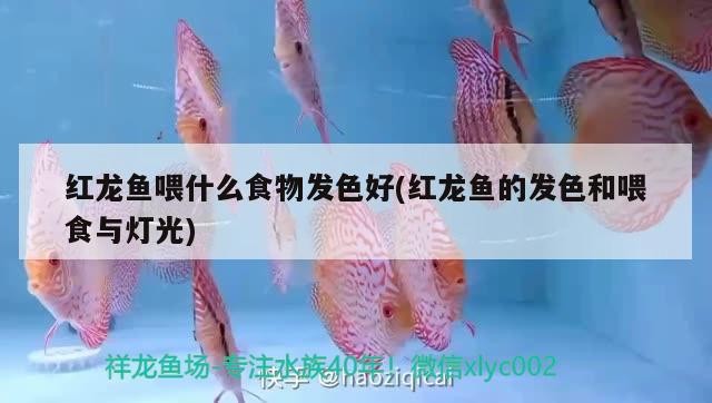 過背金龍魚多大可以過背，過背金龍魚多大開始爬背（過背金龍魚養(yǎng)多久過背金龍魚多大開始爬背過背金龍魚多大開始爬背）