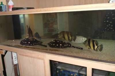 蘇虎魚吃什么食物最好養活：蘇虎魚吃什么食物最好養活蘇虎魚吃什么最好養活