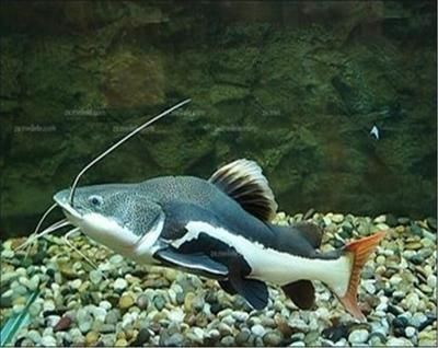 龍魚15度能活嗎，15度水溫對龍魚來說是致命的，龍魚冬季養護技巧