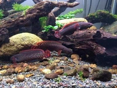 龍魚15度能活嗎，15度水溫對龍魚來說是致命的，龍魚冬季養護技巧