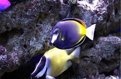 龍魚15度能活嗎，15度水溫對龍魚來說是致命的，龍魚冬季養護技巧