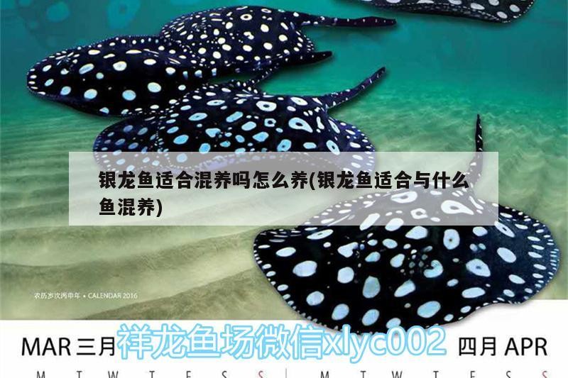 銀龍魚適合混養嗎怎么養(銀龍魚適合與什么魚混養)