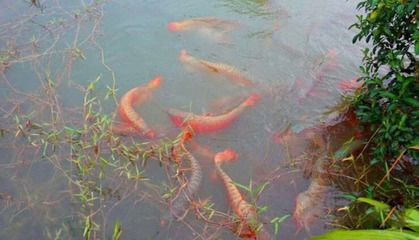 揚州龍魚vs祥龍魚場（揚州龍魚與祥龍魚場的區別）