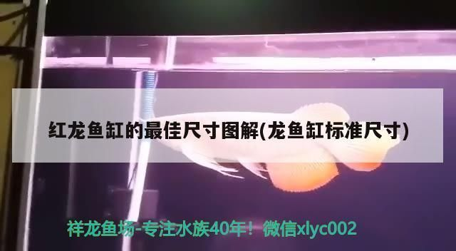 養(yǎng)紅龍魚缸最低標(biāo)準(zhǔn)