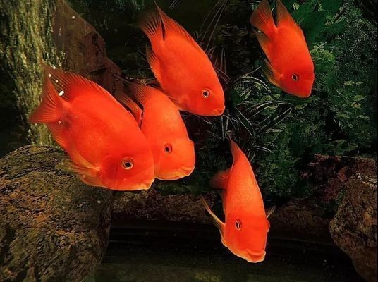 龍魚一直撞缸怎么回事vs祥龍魚場：如何防止龍魚撞缸