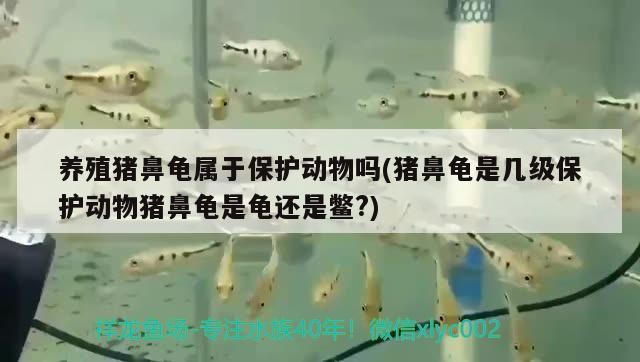 養殖豬鼻龜屬于保護動物嗎(豬鼻龜是幾級保護動物豬鼻龜是龜還是鱉?)
