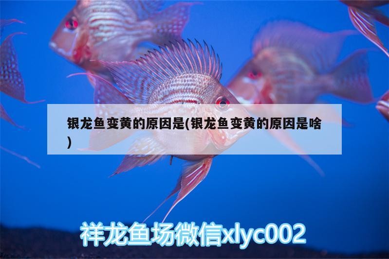 銀龍魚變黃的原因是(銀龍魚變黃的原因是啥) 銀龍魚變黃的原因是(銀龍魚變黃的原因是啥) 銀龍魚百科