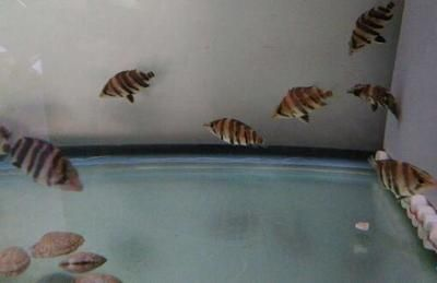 5厘米的小虎魚吃什么食物：5厘米的小虎魚可以喂食嗎，5厘米的小虎魚吃什么食物
