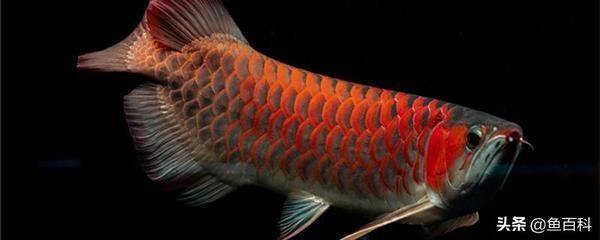 紅龍魚水溫波動(dòng)影響：水溫波動(dòng)對(duì)紅龍魚的影響