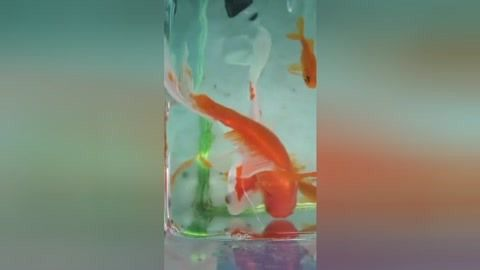 養(yǎng)紅龍魚缸放鹽嗎：養(yǎng)紅龍魚時，是否在魚缸中放鹽