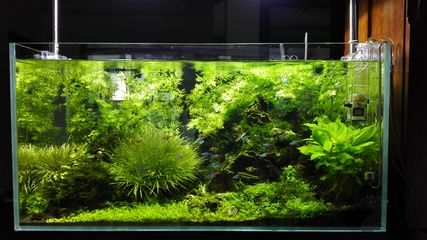 大魚缸養(yǎng)什么水草好看：適合大魚缸的水草圖鑒查看水草圖鑒查看水草的特點(diǎn)