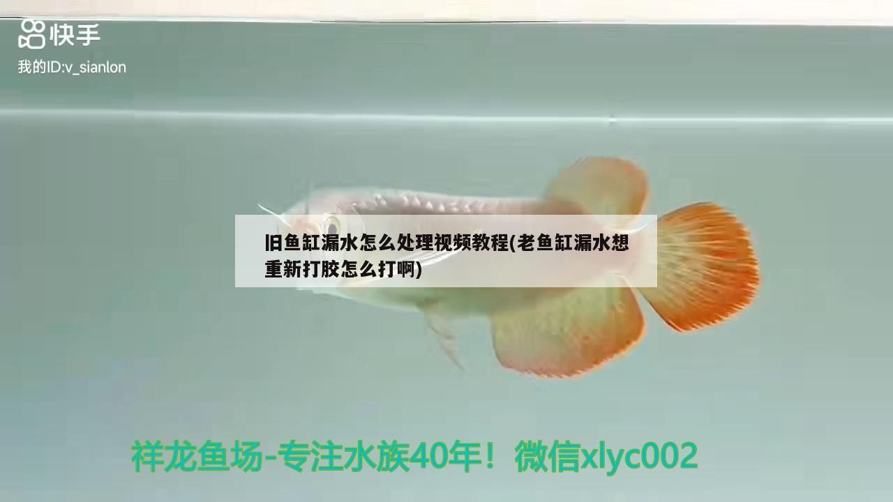舊魚缸漏水怎么處理視頻教程(老魚缸漏水想重新打膠怎么打啊)