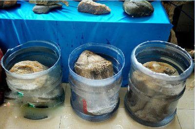 純凈水桶改造養魚缸:如何利用廢棄水桶制作循環水流魚缸 魚缸百科 第1張 純凈水桶改造養魚缸:如何利用廢棄水桶制作循環水流魚缸 純凈水桶改造養魚缸:如何利用廢棄水桶制作循環水流魚缸 魚缸百科 第1張