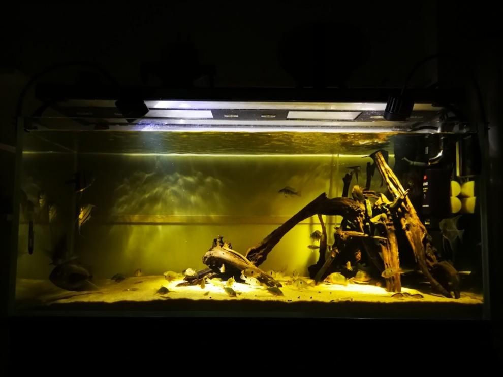 便宜的異型魚(yú)缸多少錢：如何選擇一個(gè)便宜的異型魚(yú)缸
