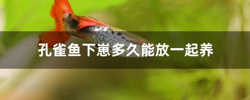 聊城二手魚缸轉讓58同城電話多少（聊城二手魚缸轉讓58同城電話多少錢）
