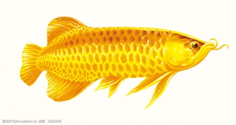 金龍魚圖畫名稱