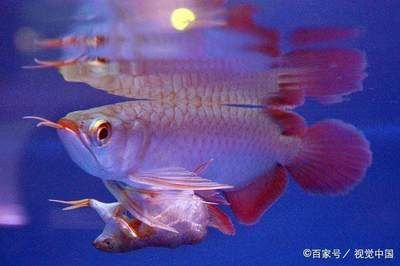 紅龍魚一般養幾條：關于紅龍魚養殖數量的一些詳細信息