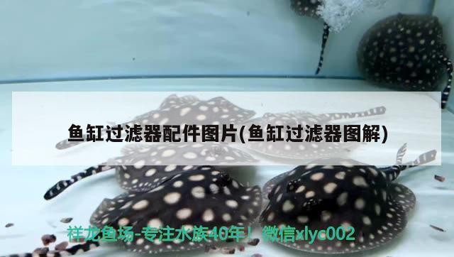 龍巖二手魚缸交易市場電話地址（龍巖二手魚缸交易市場電話地址查詢）