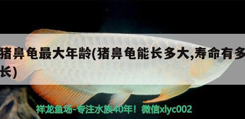 豬鼻龜最大年齡(豬鼻龜能長多大,壽命有多長)