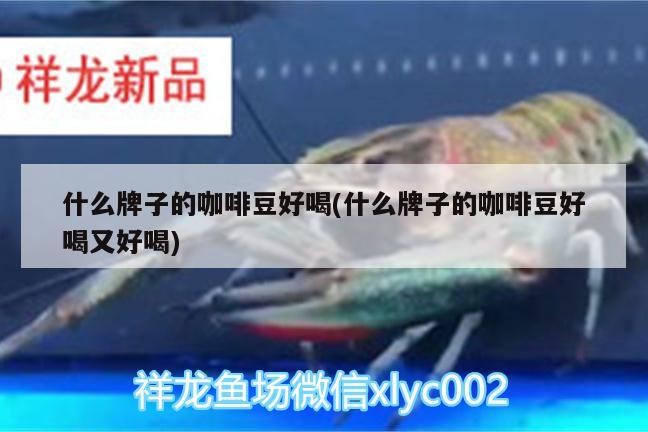 什么牌子的咖啡豆好喝(什么牌子的咖啡豆好喝又好喝)