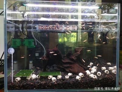 10升魚缸養多少黑殼蝦：10升的魚缸養多少黑殼蝦