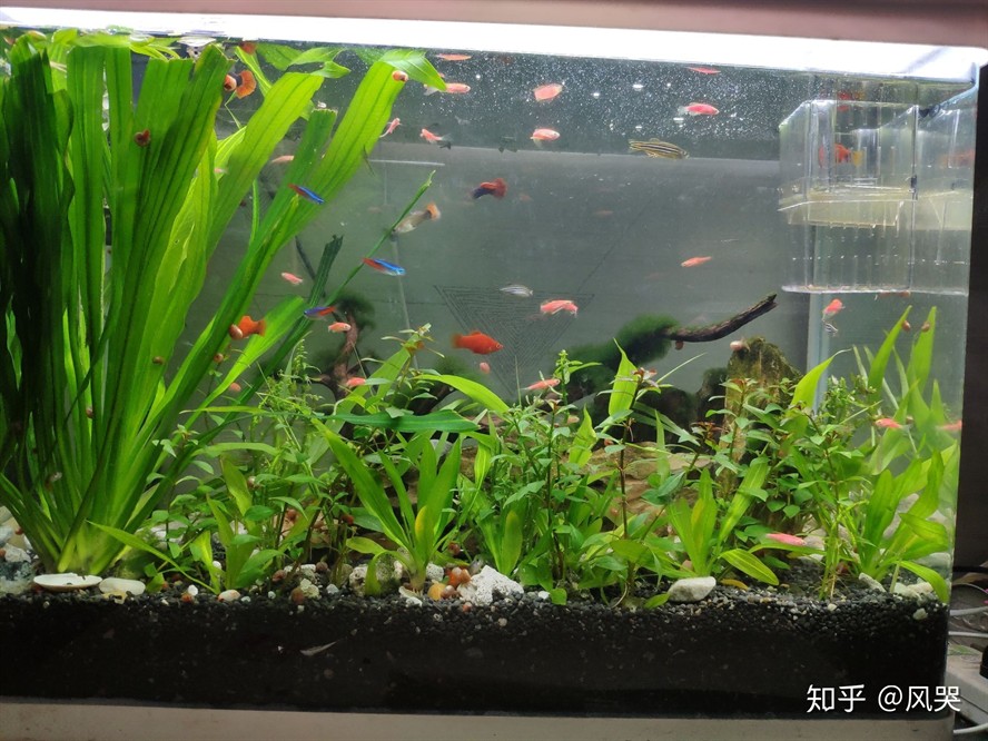 10升魚缸養多少黑殼蝦：10升的魚缸養多少黑殼蝦