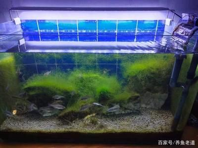10升魚缸養多少黑殼蝦：10升的魚缸養多少黑殼蝦