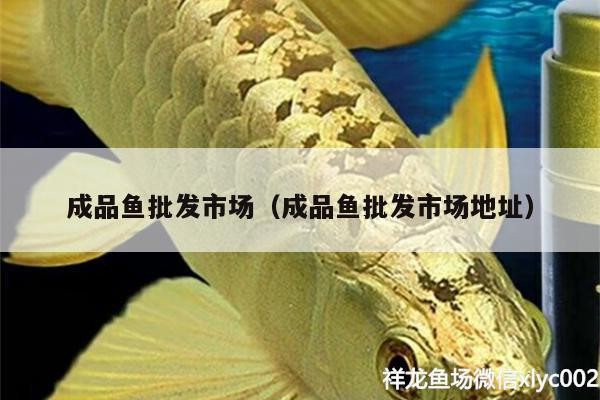 成品魚批發(fā)市場(chǎng)（成品魚批發(fā)市場(chǎng)地址）