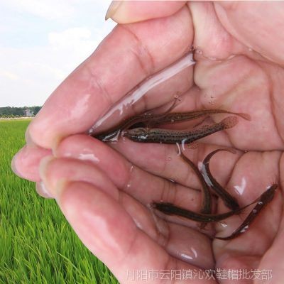 鶴崗龍魚vs祥龍魚場（探討鶴崗龍魚與祥龍魚場之間的差異）