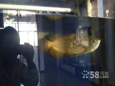 鶴崗龍魚vs祥龍魚場（探討鶴崗龍魚與祥龍魚場之間的差異）