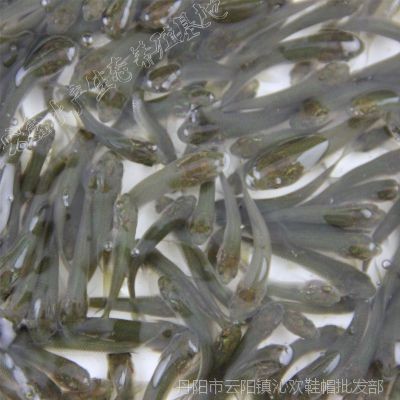 鶴崗龍魚vs祥龍魚場（探討鶴崗龍魚與祥龍魚場之間的差異）