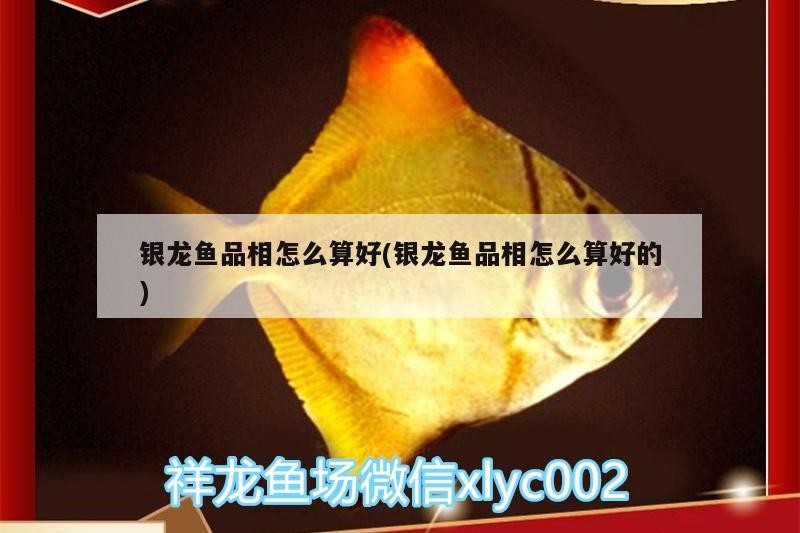 銀龍魚品相怎么算好(銀龍魚品相怎么算好的)