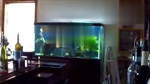 南關區青怡坊東興水族行（南關區青怡坊電話）