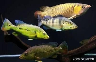 魟魚(yú)常見(jiàn)疾病預(yù)防：如何預(yù)防魟魚(yú)患病