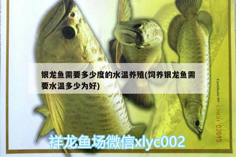銀龍魚需要多少度的水溫養殖(飼養銀龍魚需要水溫多少為好)