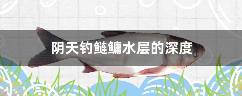 陰天釣鰱鳙水層的深度