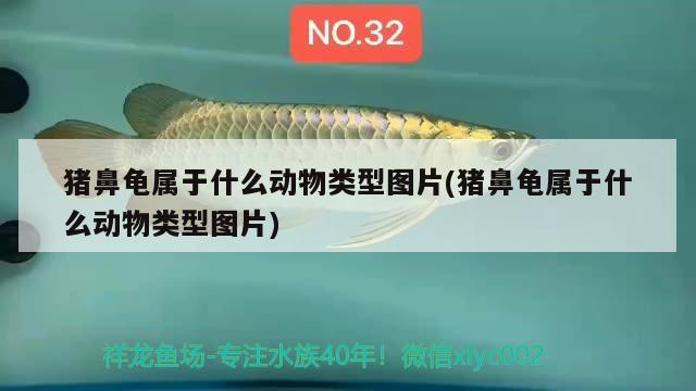 豬鼻龜屬于什么動物類型圖片(豬鼻龜屬于什么動物類型圖片)