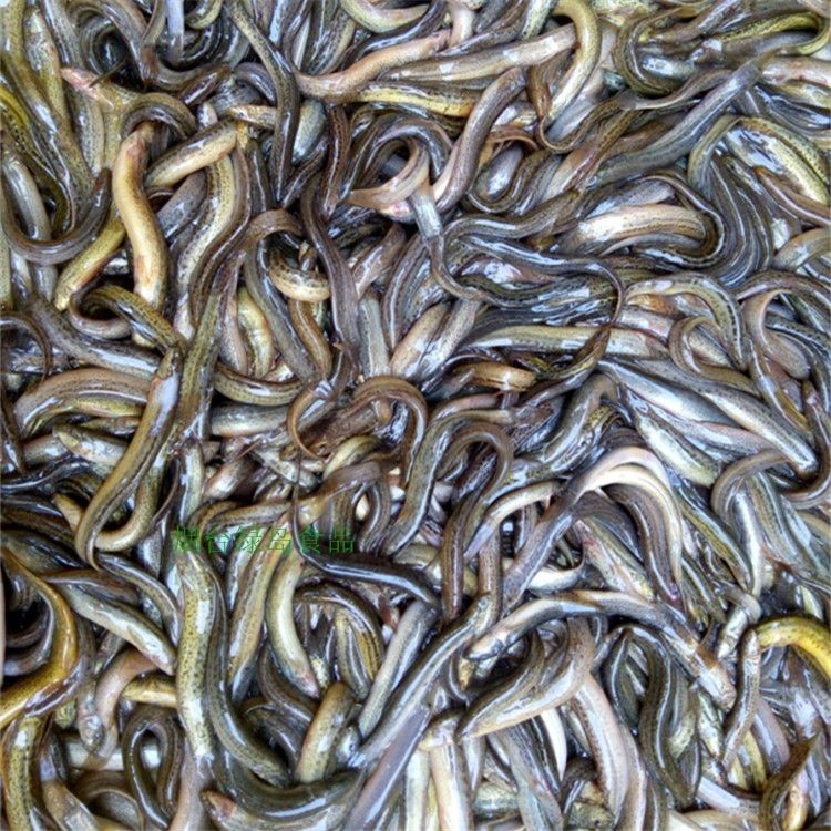 如何判斷BD魟魚飼料新鮮度：如何判斷bd魟魚飼料新鮮度