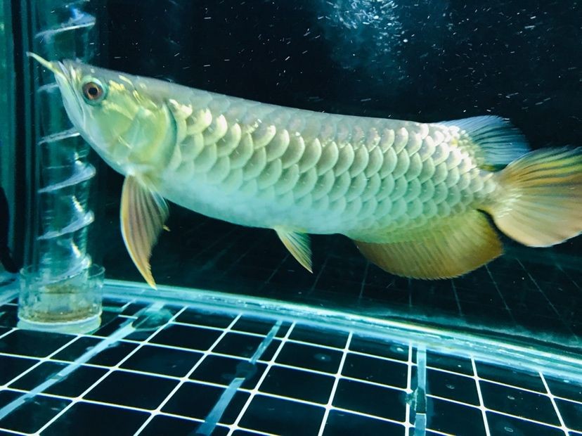 森森魚缸真假