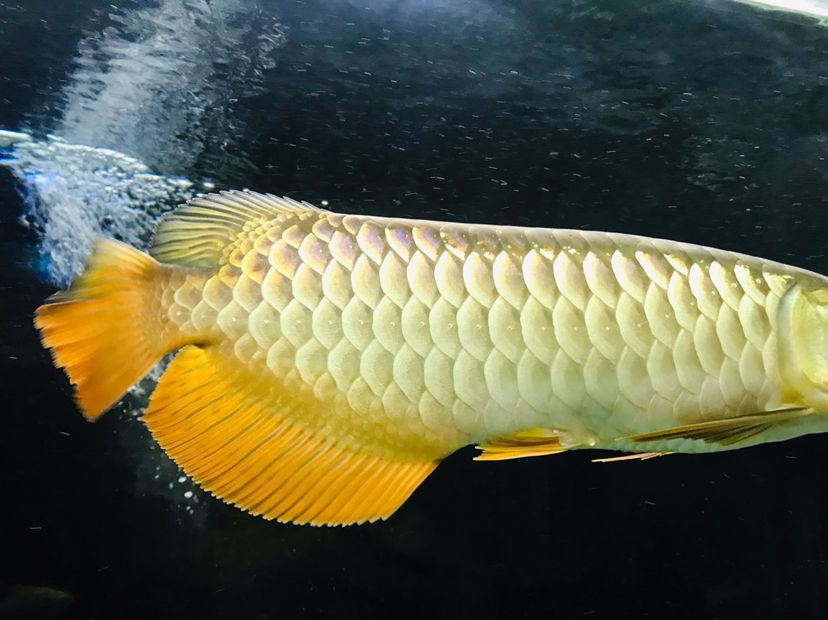 森森魚缸真假