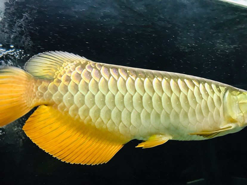 森森魚缸真假