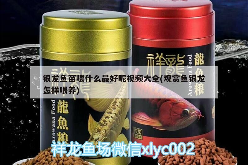 銀龍魚苗喂什么最好呢視頻大全(觀賞魚銀龍怎樣喂養)