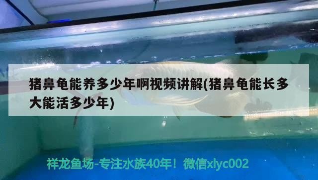 豬鼻龜能養(yǎng)多少年啊視頻講解(豬鼻龜能長(zhǎng)多大能活多少年)