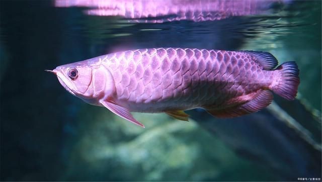 龍魚魚缸怎么換水vs祥龍魚場(chǎng)：龍魚換水的方法以及祥龍魚場(chǎng)的相關(guān)信息