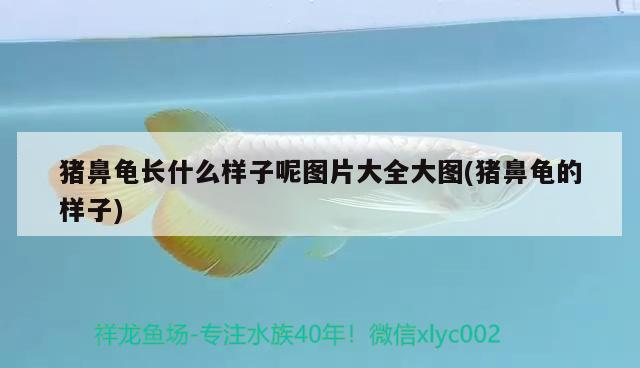 豬鼻龜長什么樣子呢圖片大全大圖(豬鼻龜的樣子)