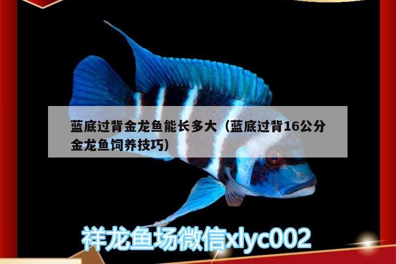 藍底過背金龍魚能長多大（藍底過背16公分金龍魚飼養技巧）